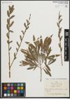 Foto von Salix purpurea L.